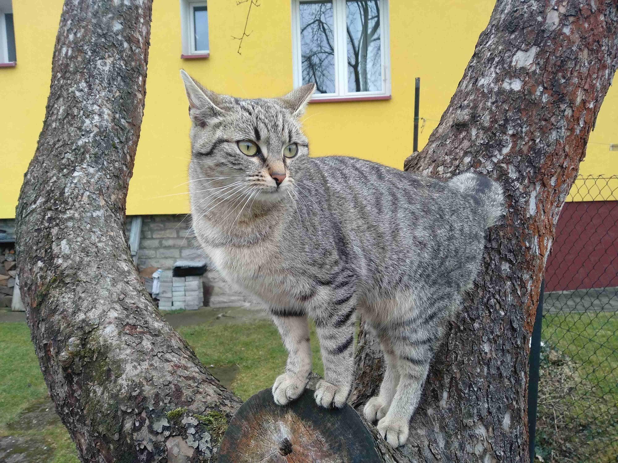 PROJEKT FELITI KASTRUJE – PŘÍBĚH č. 8738-8739
 V nejmenované obci na Pardubicku ...